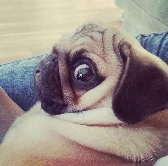 scared faced pug while lying on the couch