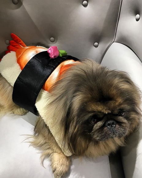 A Pekingese in sushi costume while lying on the chair