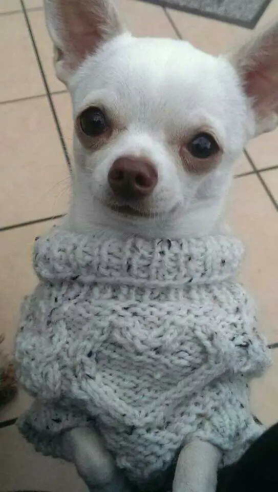 Chihuahua in its crocheted sweater