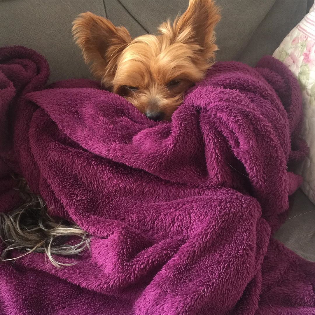 A Yorkshire Terrier lying on the couch snuggled in a purple blanket
