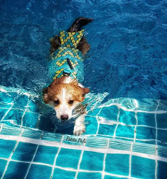 A Corgi swimming in the pool