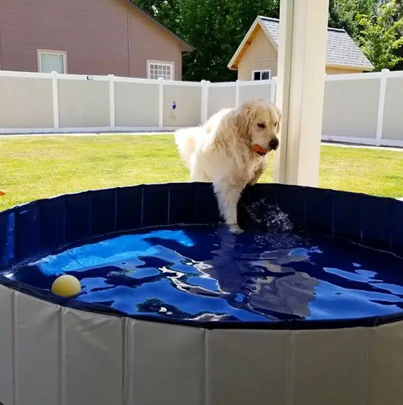 Golden Retriever testing the water in the swimming pool