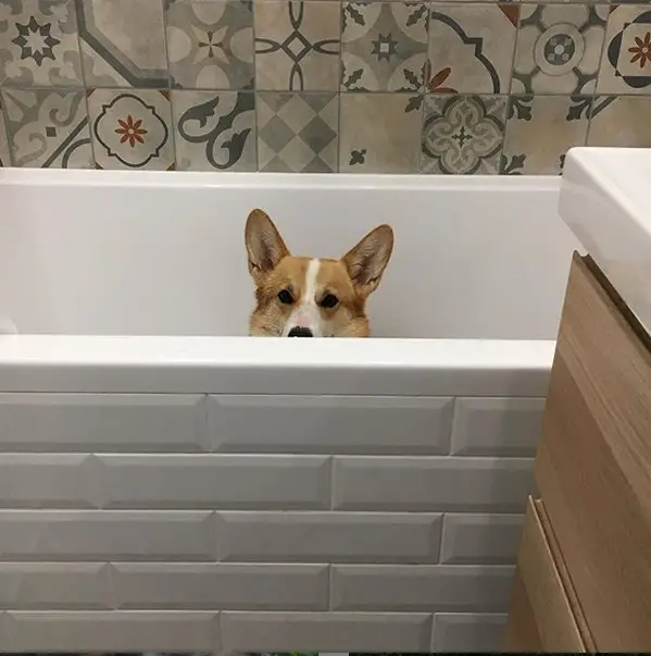A Corgi sitting inside the bathtub