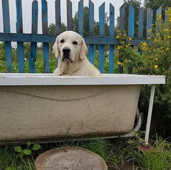 Golden Retriever inside the bathtub in the garden