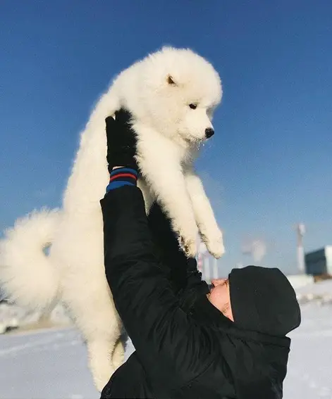 A man holding up a Samoyed puppy against the sky