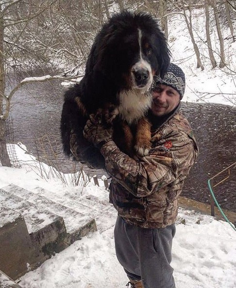 a man carrying a large Bernese Mountain Dog outdoors during winter