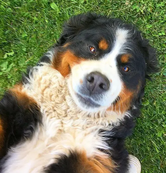 A Bernese Mountain Dog lying on its back on the grass while smiling