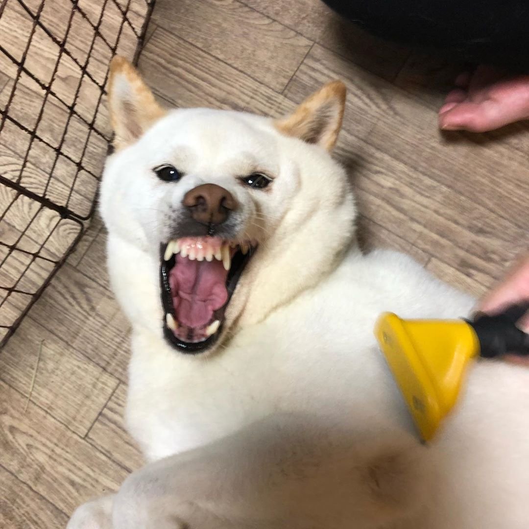 A Shiba Inu lying on the floor with its mouth open showing its teeth while being brushed