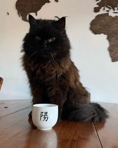 Persian Cat sitting on the table with a cup in front of him