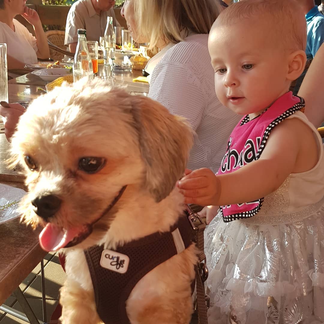 Shih Tzu sitting on the chair with a baby behind him touching his back