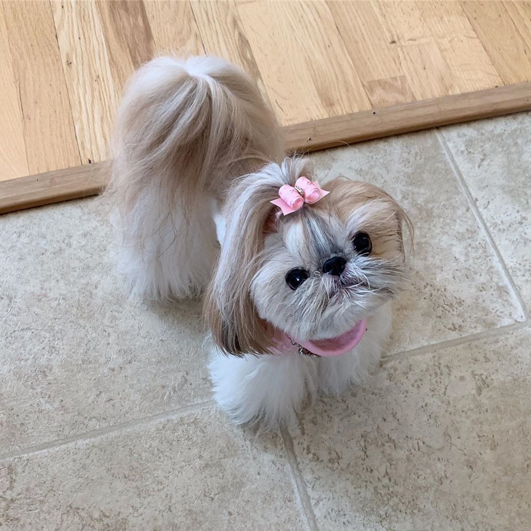 Shih Tzu standing on the floor wearing pink ribbon hair tie on top of its head while looking up