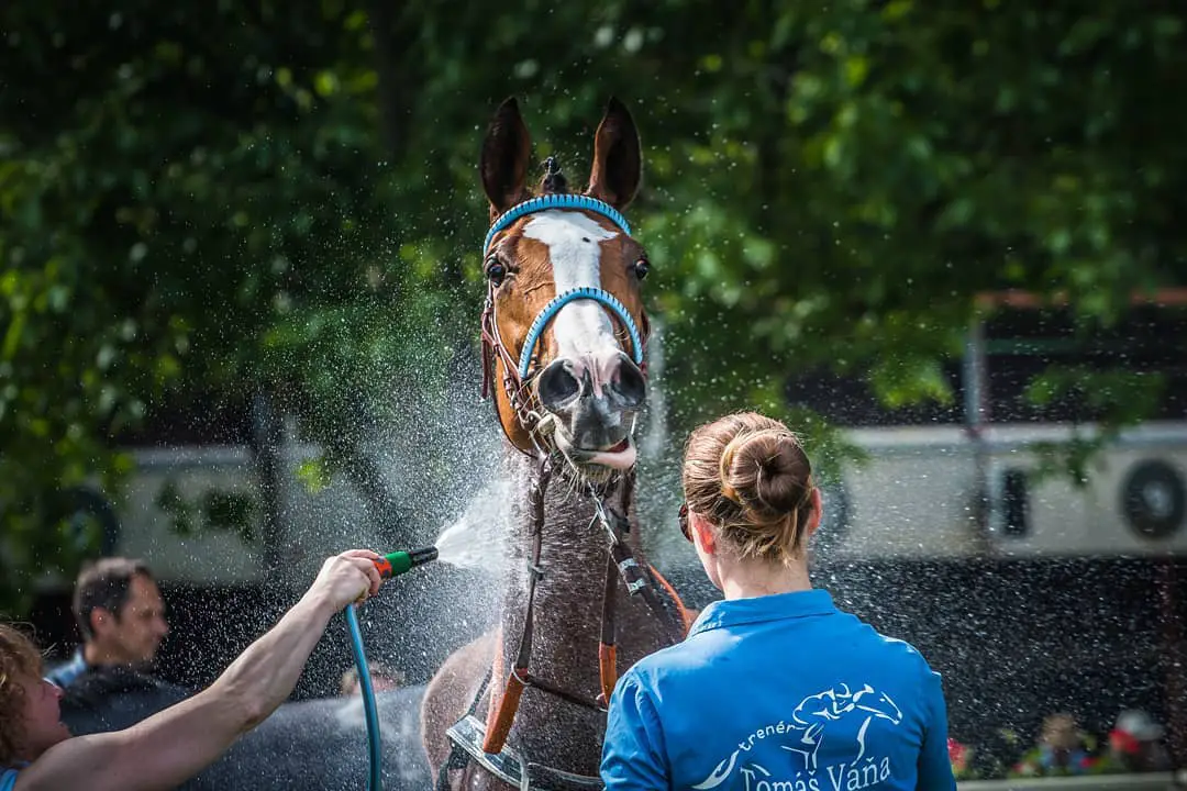 A Horse being sprayed with water
