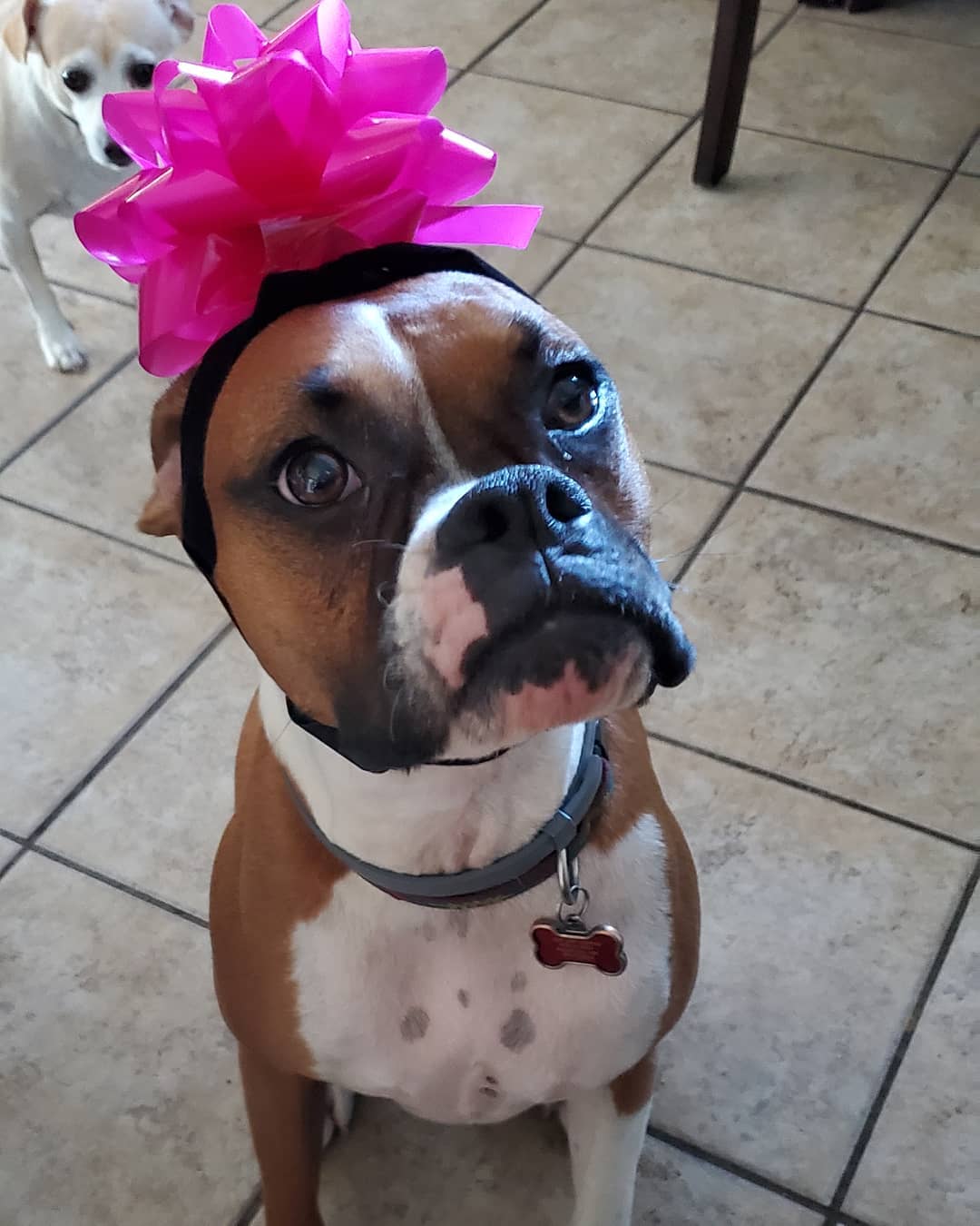 A Boxer wearing a pink ribbon head band while sitting on the floor