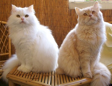 two Persian Cats sitting in opposite direction on the chair