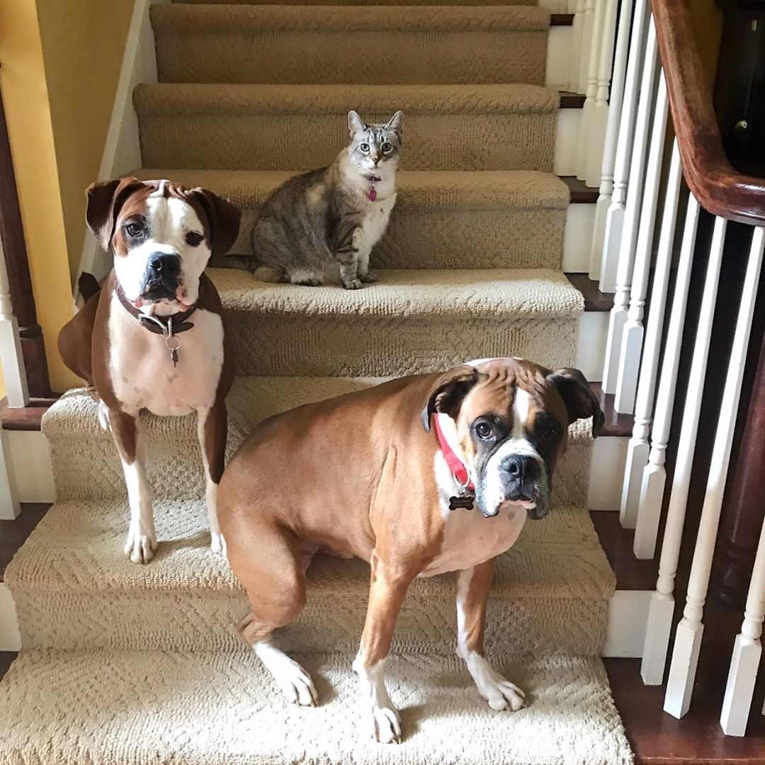 two Boxer Dogs sitting in the stairway with a cat