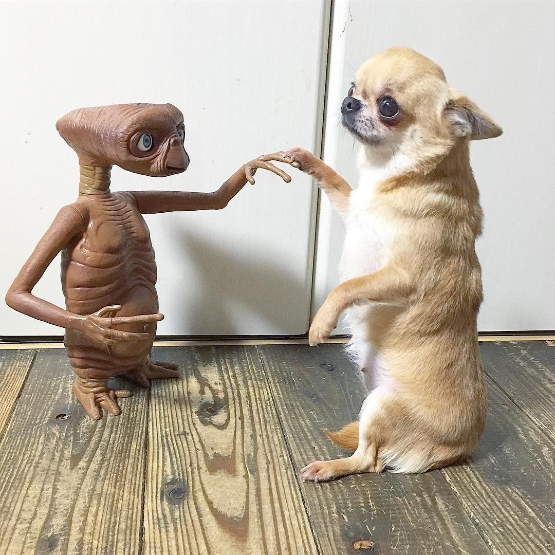 Chihuahua sitting pretty while touching the hands of an alien toy