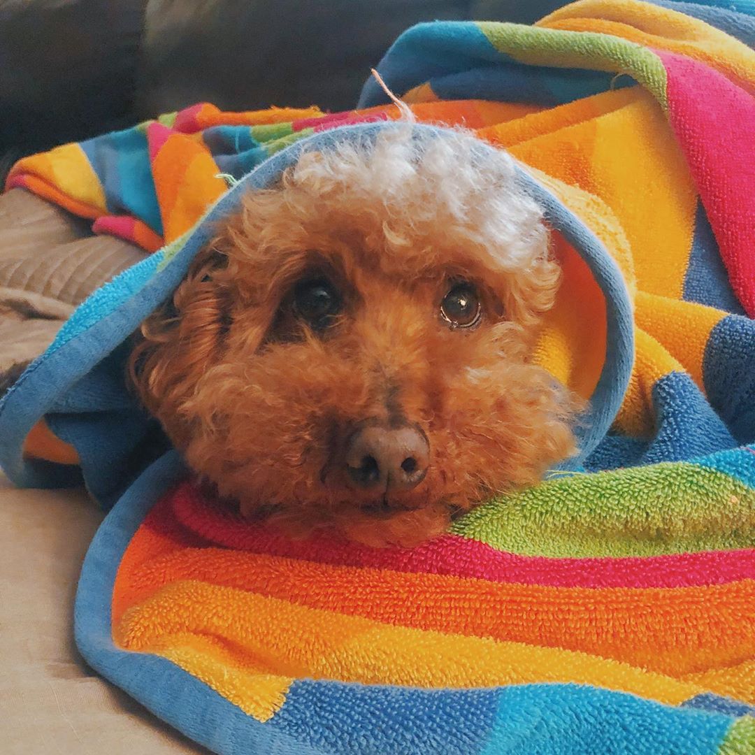 cute Poodle lying on the couch while wrapped in a colorful towel