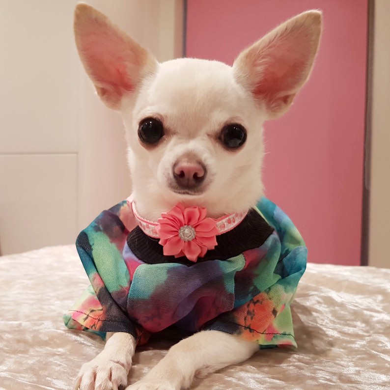 Chihuahua wearing a colorful dress and a pink collar with a flower while lying on the bed