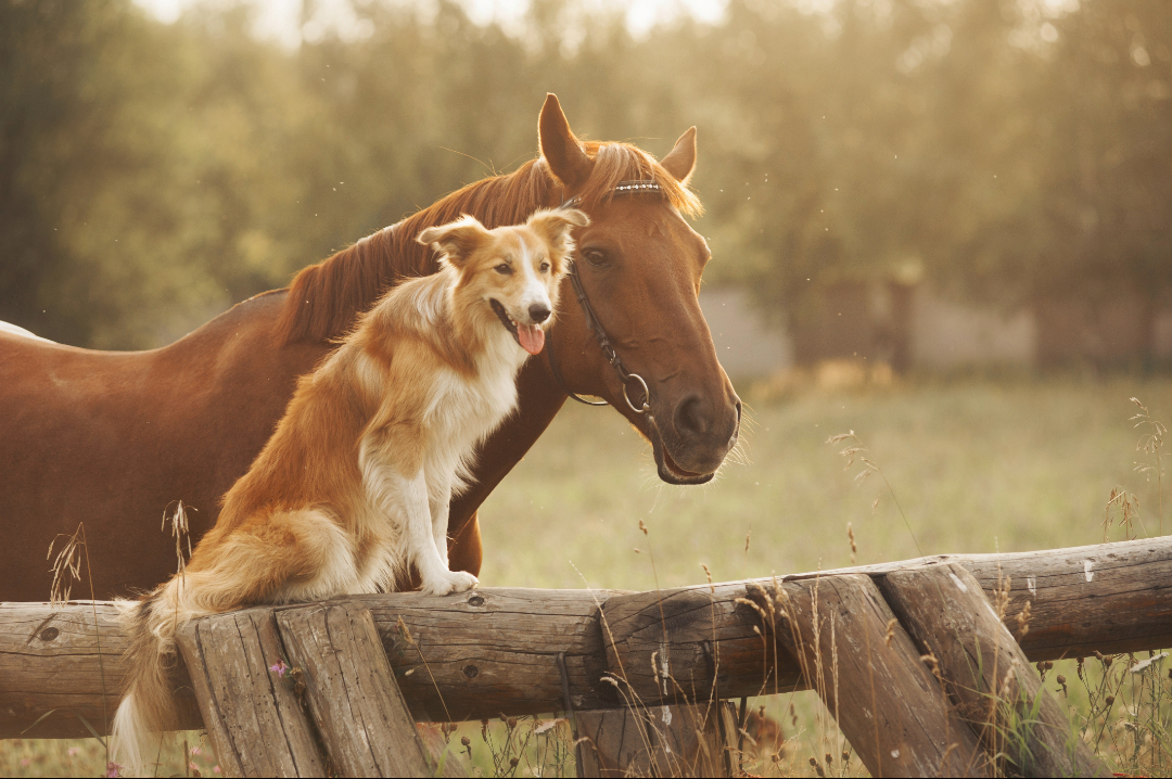 A Horse with a dog standing on top of the tree trunk fence next to him