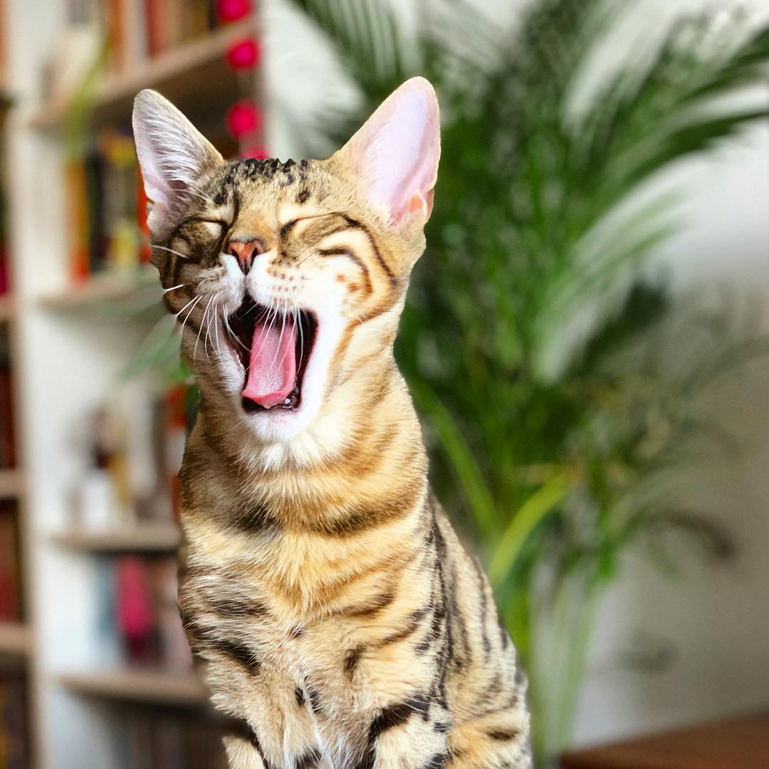 Bengal Cat yawning