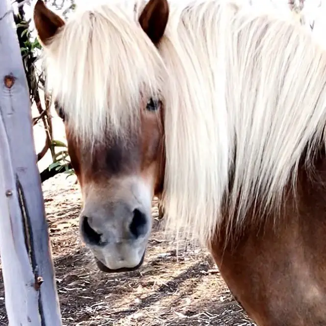 a brown horse with long white hair