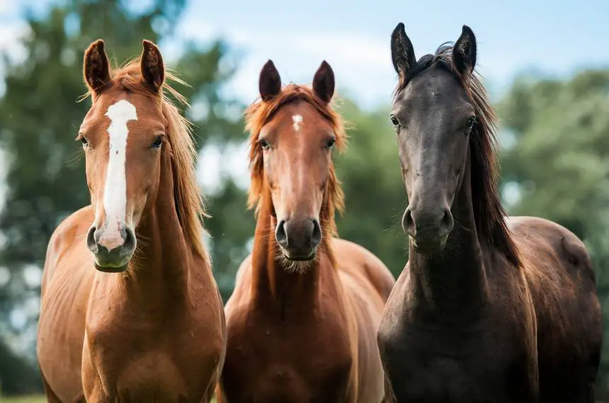 three horses next to each other