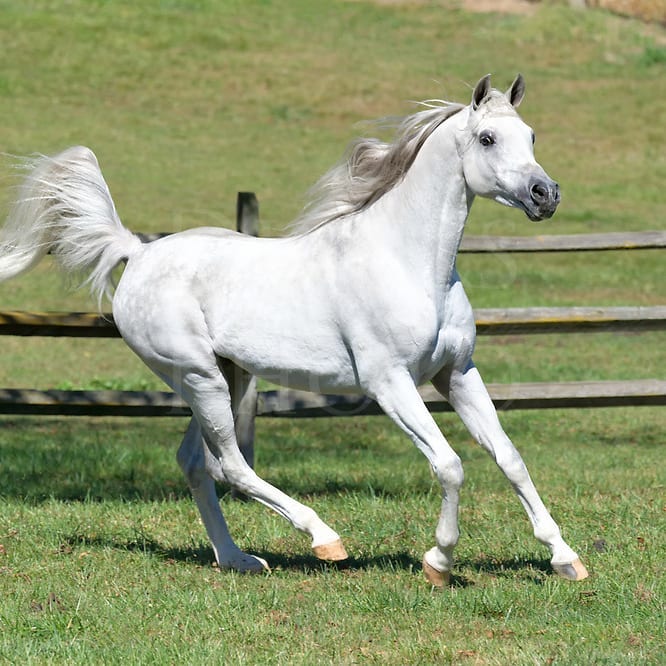 white Horse running in the field