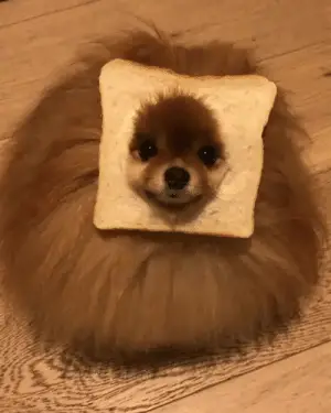 A Pomeranian sitting on the floor with its face in the hole of the bread