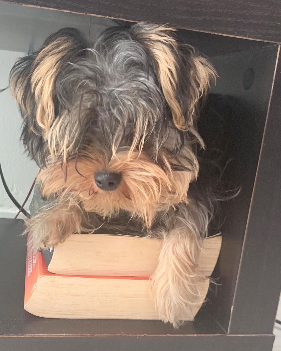 A Yorkshire Terrier lying on top of two thick books under the table