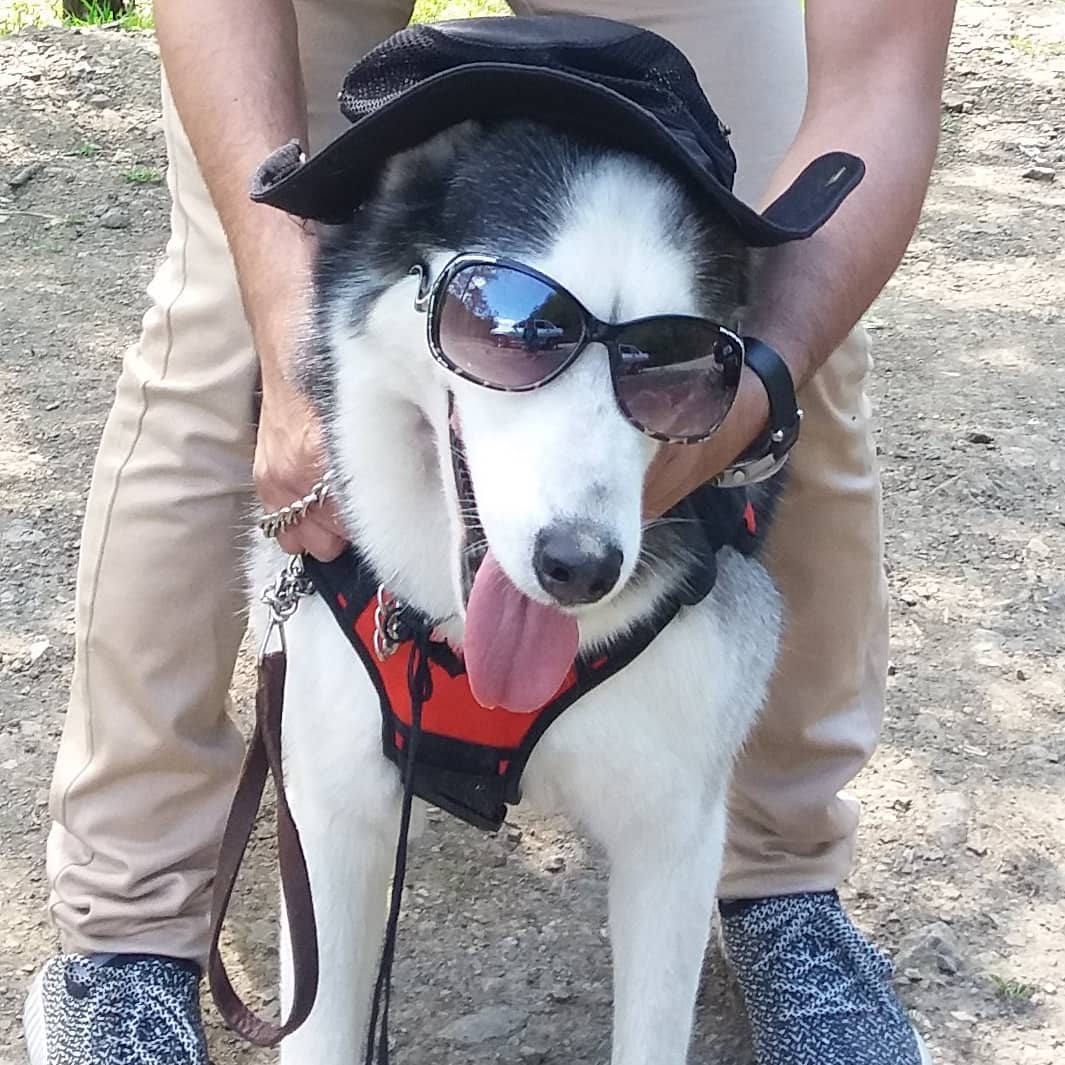 A Husky wearing sunglasses and a hat while standing in between the legs of a person standing behind him