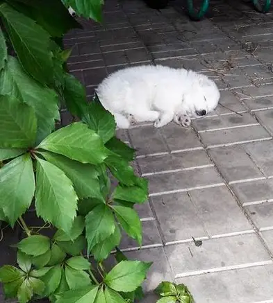A Samoyed puppy sleeping on the pavement in the garden