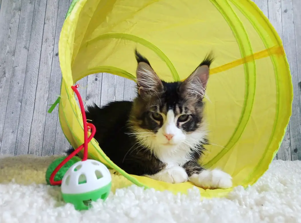 Maine Coon Cat lying inside a play tunnel