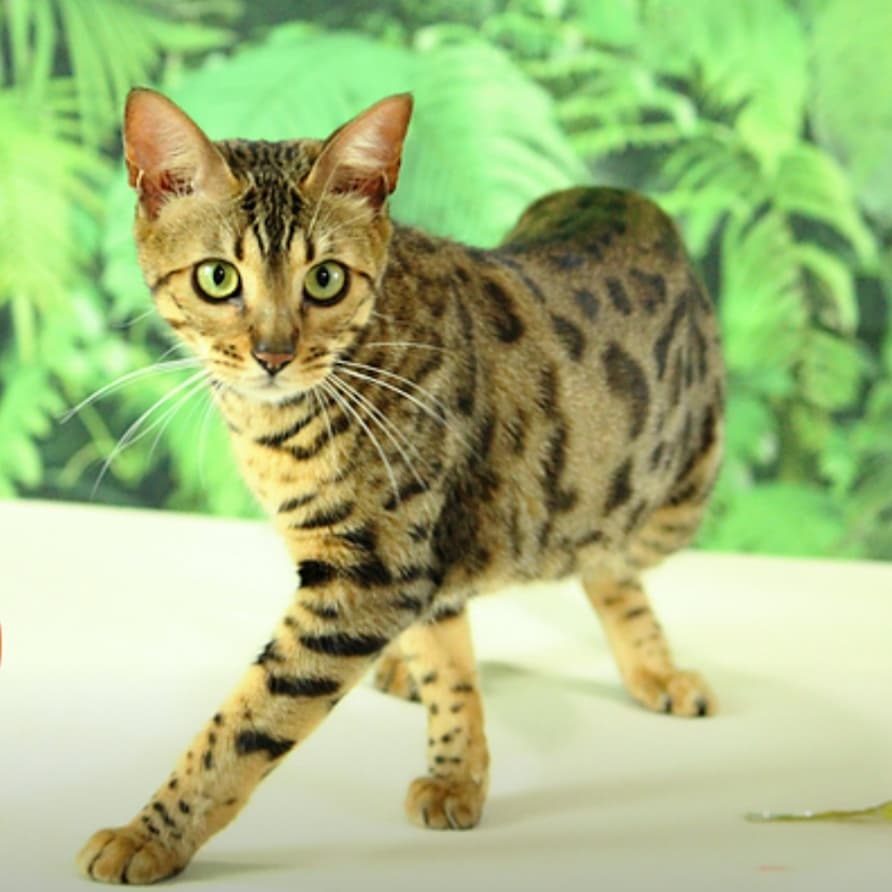 Bengal Cat crossing its hands