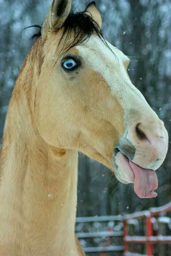 a horse with blue eyes in the forest on a winter while sticking its tongue out