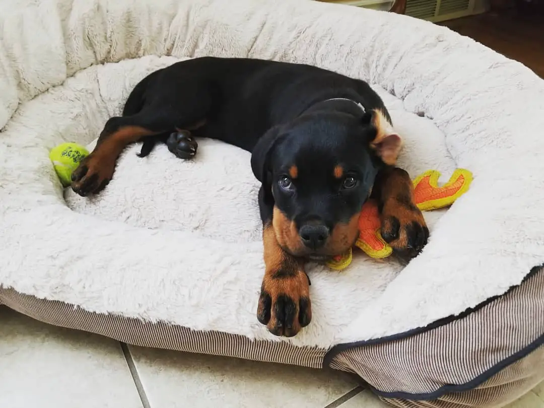 Rottweiler puppy lying on its bed