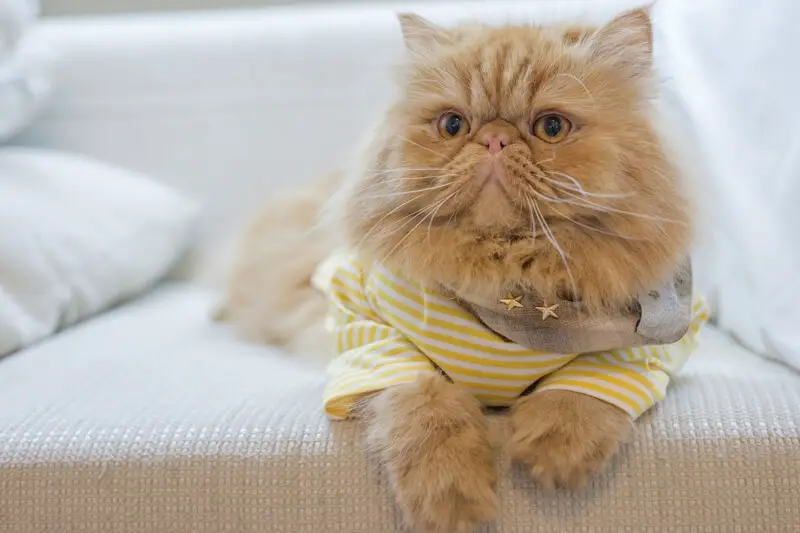 A Persian Cat wearing a cute striped yellow shirt while lying on the couch