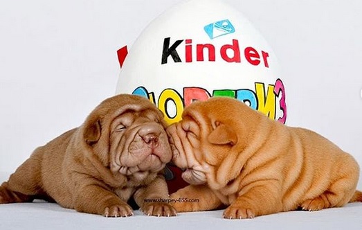 two Shar Pei puppies lying on the floor with a large kinder egg design behind them