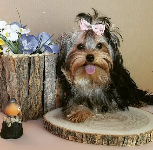 A Yorkshire Terrier wearing a pink bow tie on top of its head while lying on top of a wooden board next to a wood trunk filled with flowers