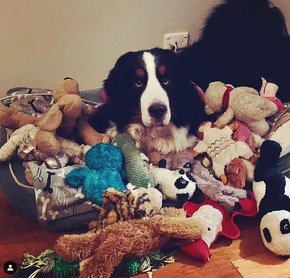 A Bernese Mountain Dog lying on top of its pile of stuffed toys on the floor
