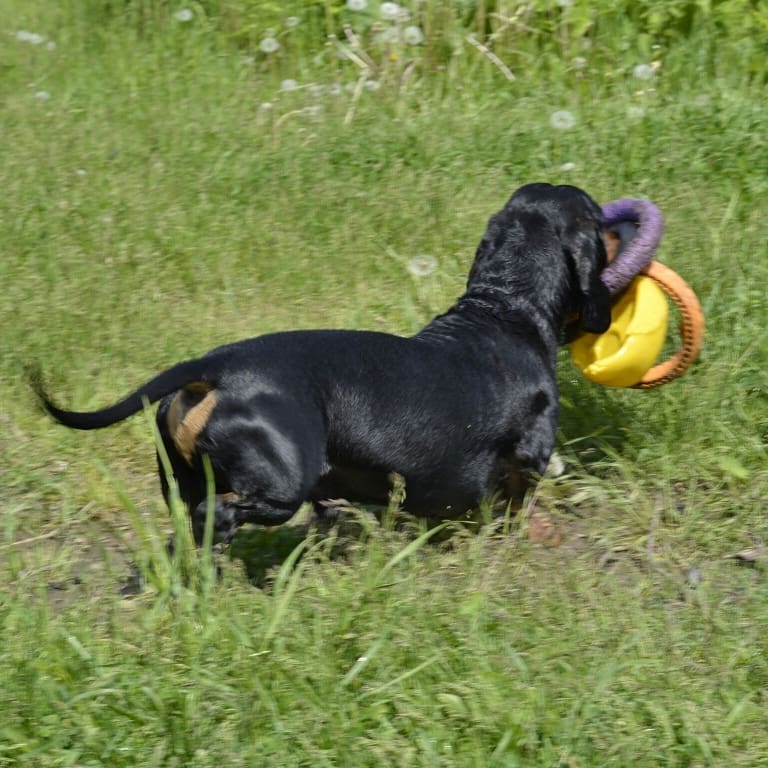 Dachshund carrying chew toys with while walking in the grass