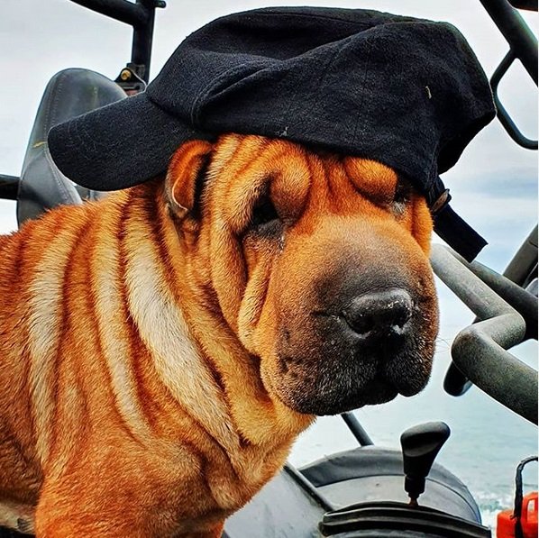 A Shar Pei wearing a cap