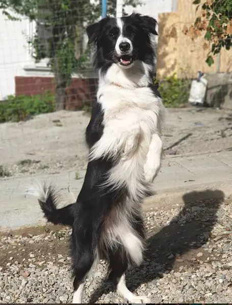 A Border Collie standing up in the backyard