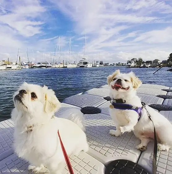 two Pekingeses sitting on top of the floating pathway in the ocean