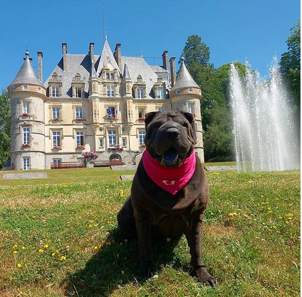 A Shar Pei wearing a pink scarf sitting on the grass with a castle behind him and a fountain