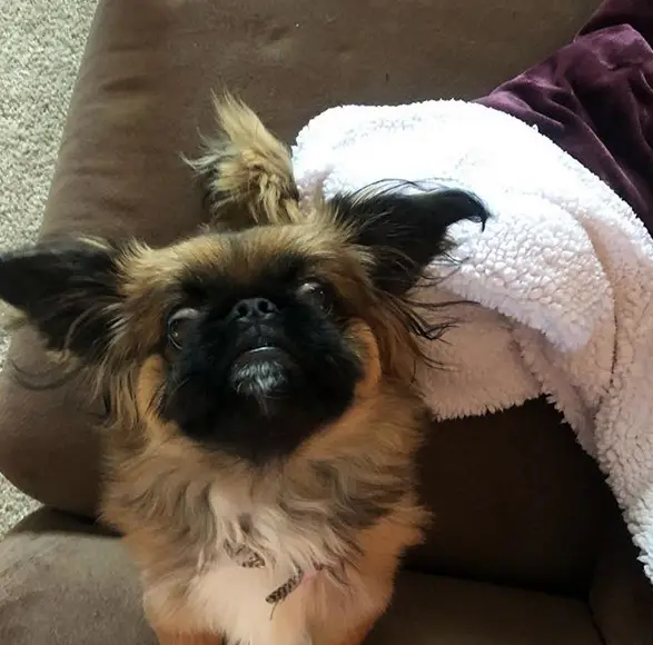 A Pekingese lying on the ouch while looking up with its wide round eyes