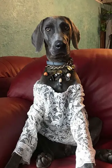 Weimaraner sitting on the couch while wearing a white lace shirt and fashionable necklace