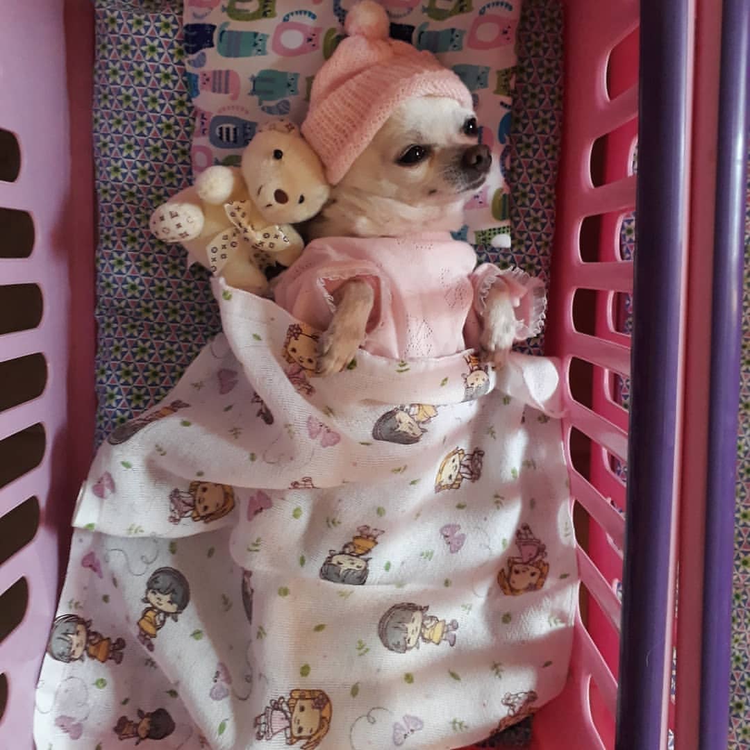 Chihuahua wearing a pink sweater and beanie while in its bed snuggled up in blanket next to her teddy bear stuffed toy