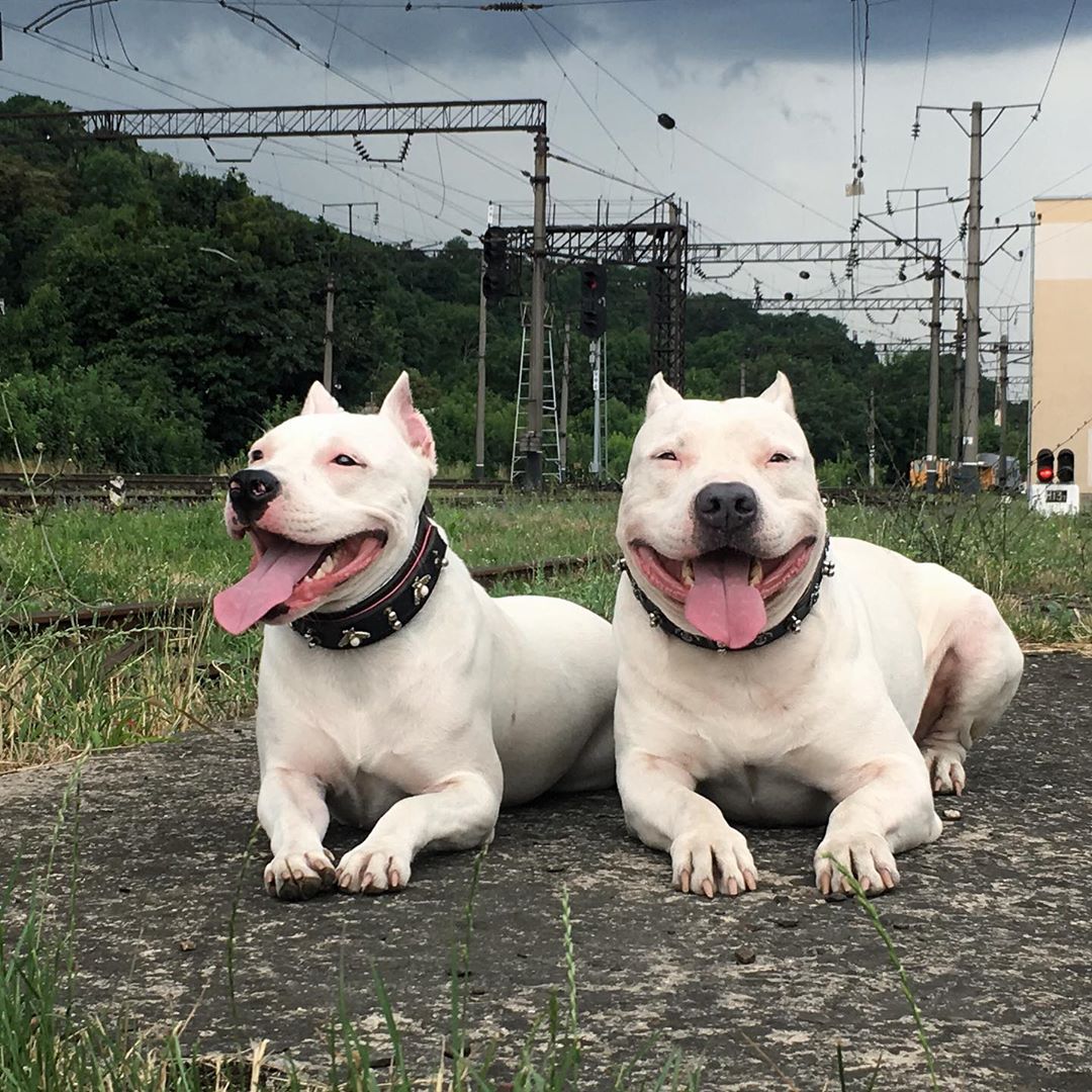 two white Pit Bulls lying on the ground while smiling
