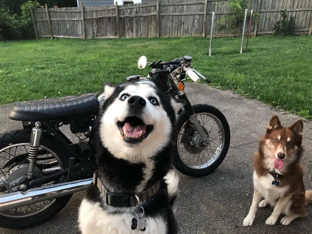 A Husky sitting on the pavement while looking up and smiling while another Husky in sitting behind him