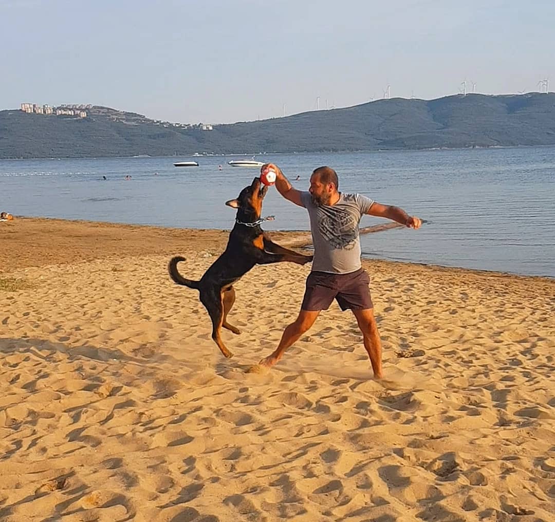 Rottweiler playing a ball with is human by the beach